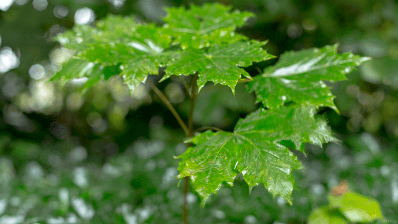 Drop Leaf