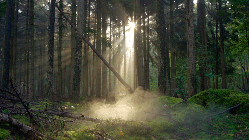 Forest Dawn Fog