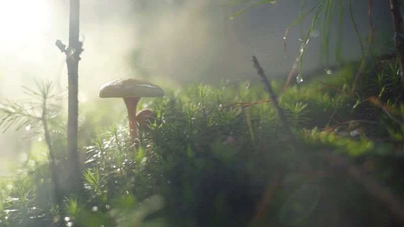 Mushroom Mist