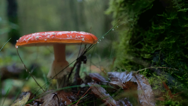 Mushroom Raindrops